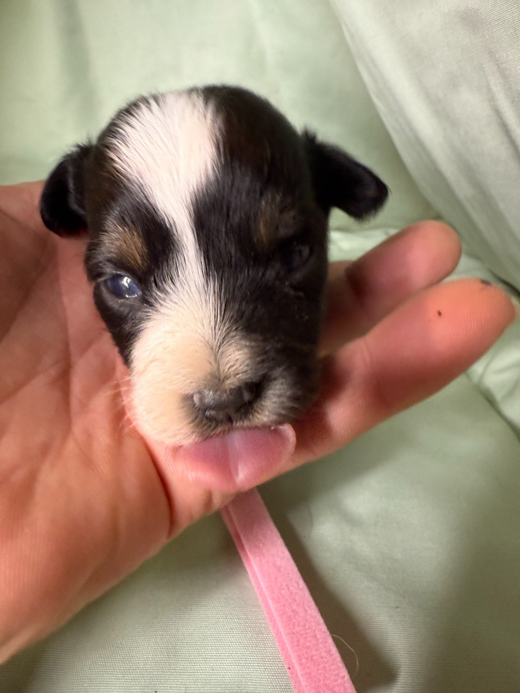 Kingdom of Margail - Chiots disponibles - Berger Américain Miniature 