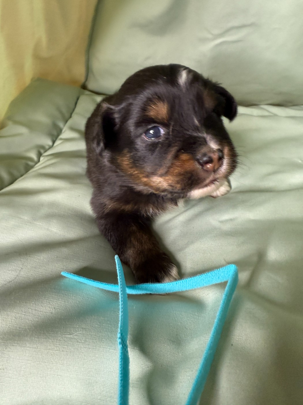 Kingdom of Margail - Chiots disponibles - Berger Américain Miniature 