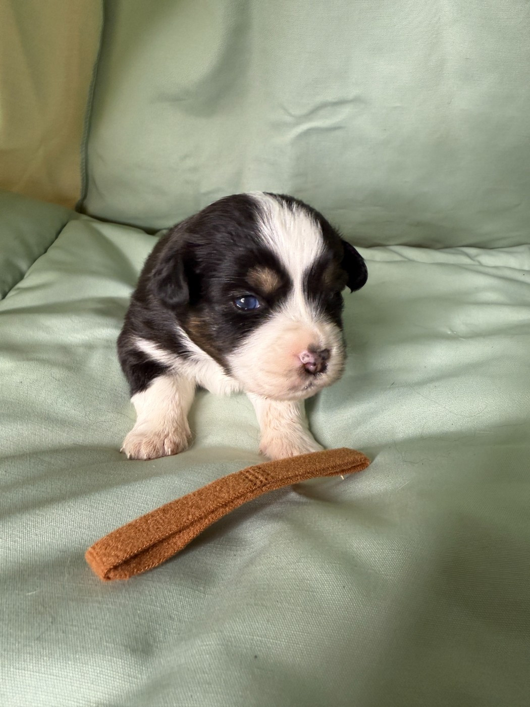 Kingdom of Margail - Chiots disponibles - Berger Américain Miniature 