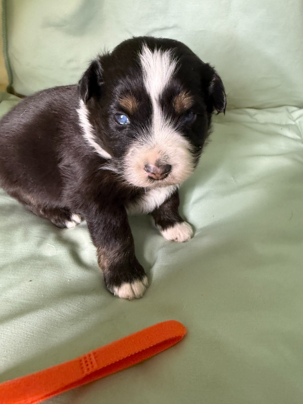 Kingdom of Margail - Chiots disponibles - Berger Américain Miniature 