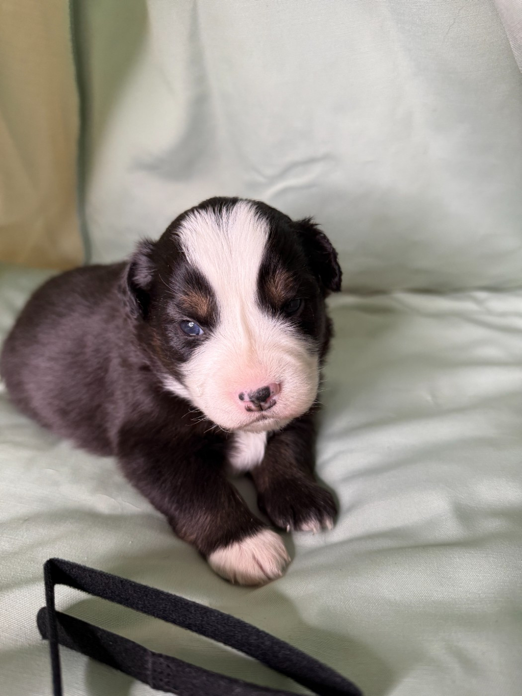 Kingdom of Margail - Chiots disponibles - Berger Américain Miniature 