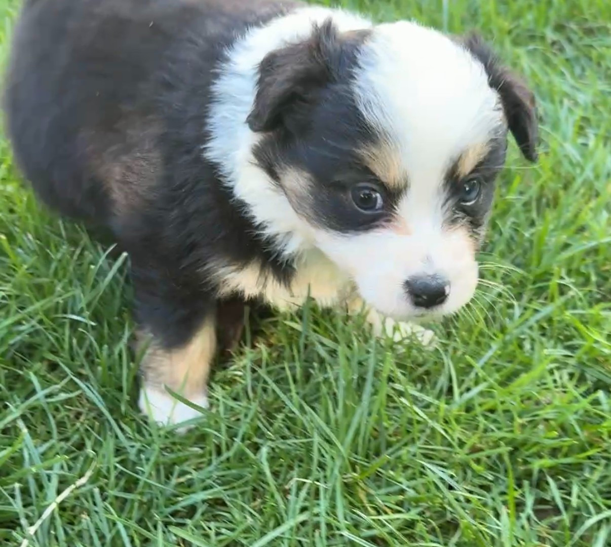 Kingdom of Margail - Chiots disponibles - Berger Américain Miniature 