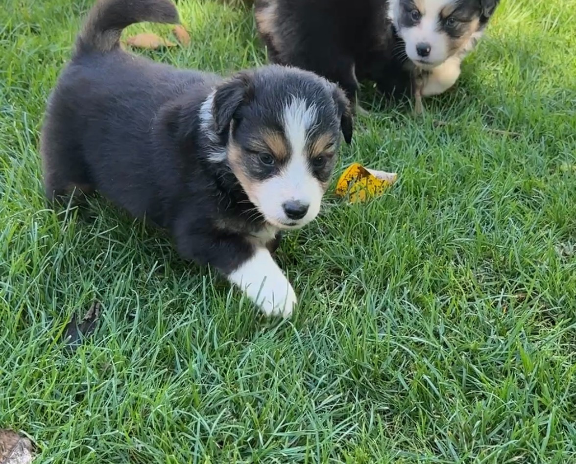 Kingdom of Margail - Chiots disponibles - Berger Américain Miniature 