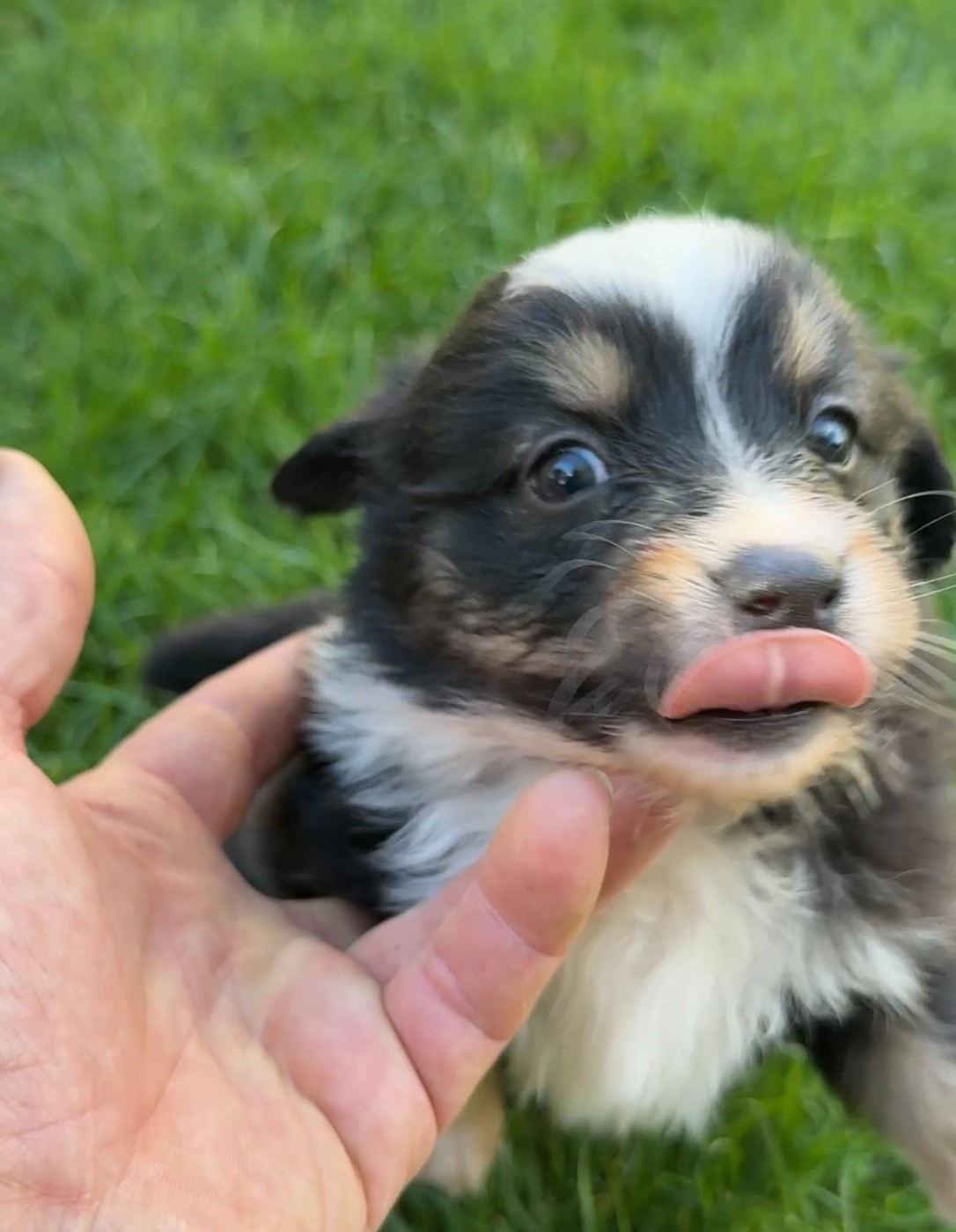 Kingdom of Margail - Chiots disponibles - Berger Américain Miniature 