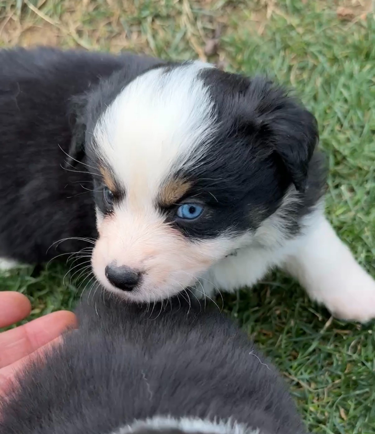 Kingdom of Margail - Chiots disponibles - Berger Américain Miniature 