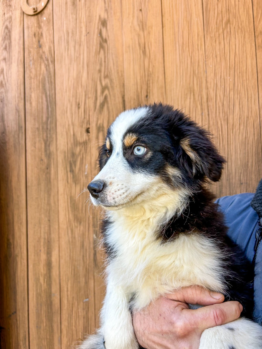 Kingdom of Margail - Chiots disponibles - Berger Américain Miniature 