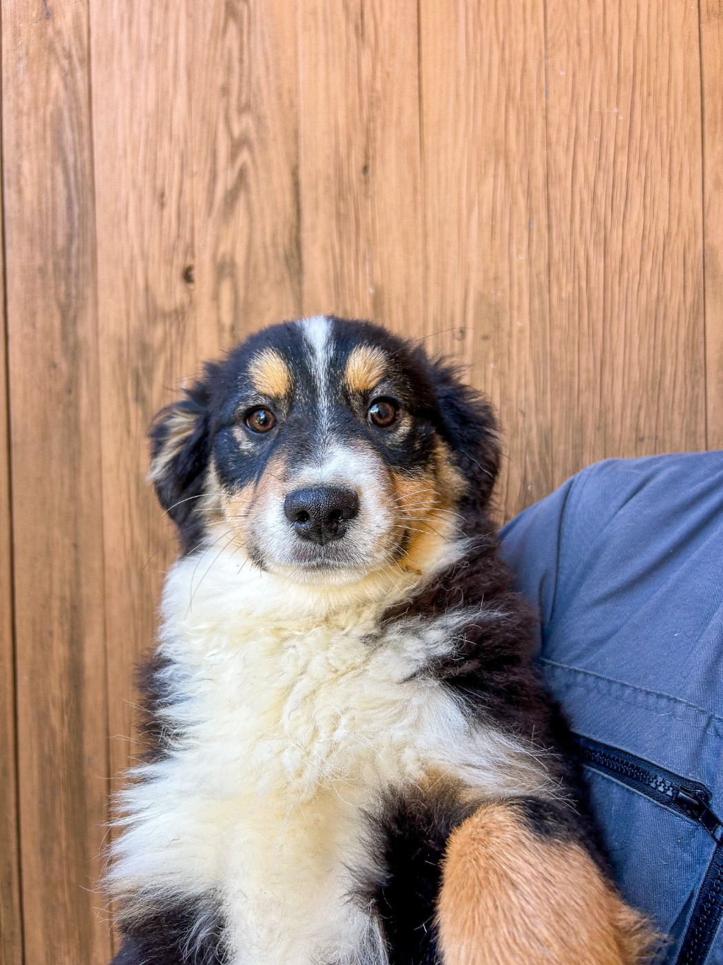 Kingdom of Margail - Chiots disponibles - Berger Américain Miniature 