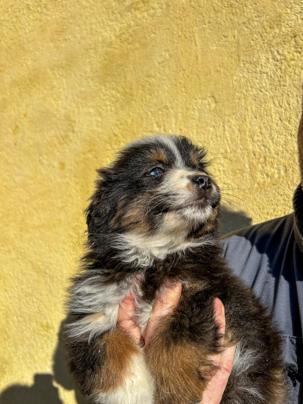 Kingdom of Margail - Chiots disponibles - Berger Américain Miniature 