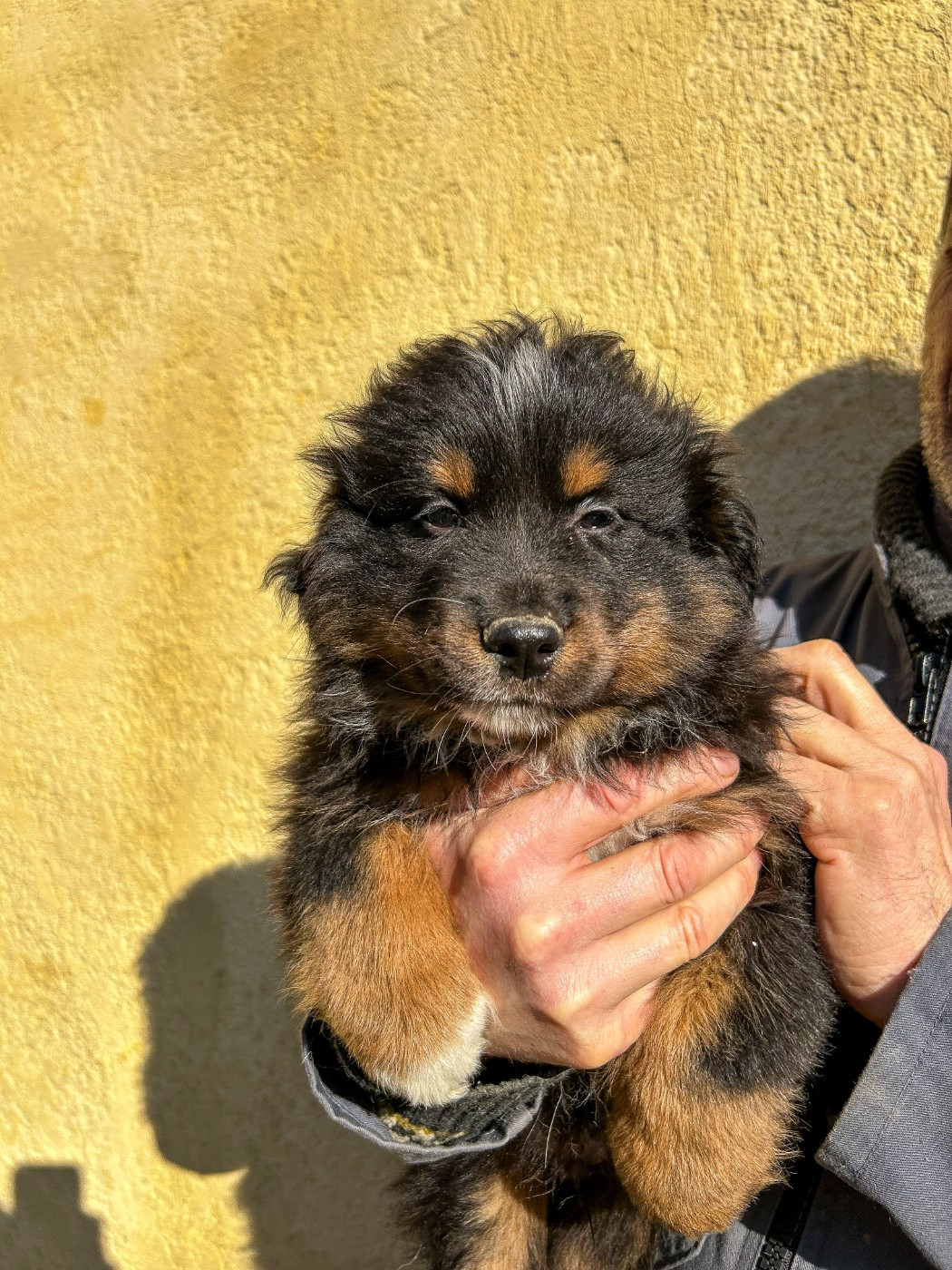 Kingdom of Margail - Chiots disponibles - Berger Américain Miniature 
