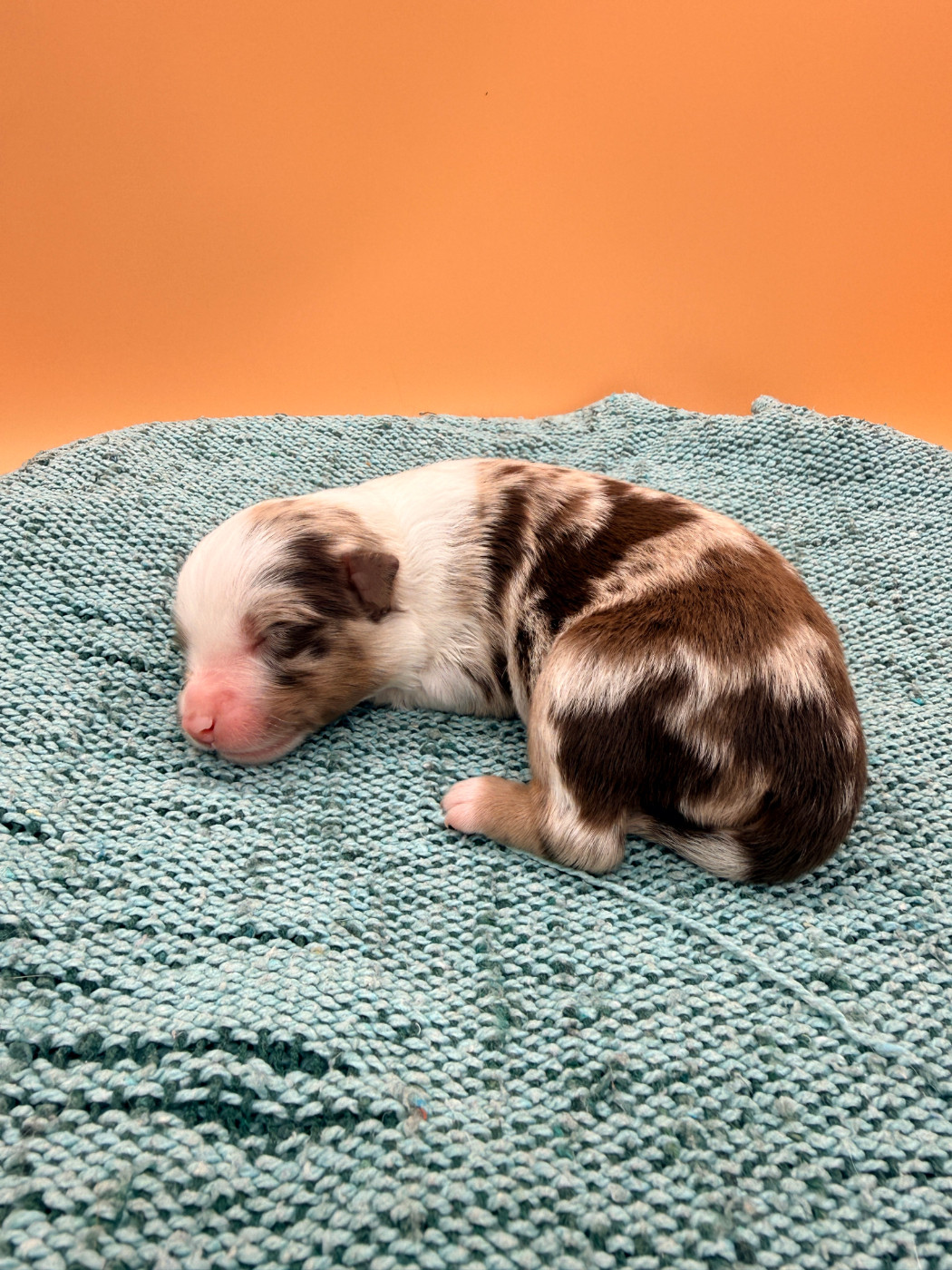 Kingdom of Margail - Chiots disponibles - Berger Américain Miniature 