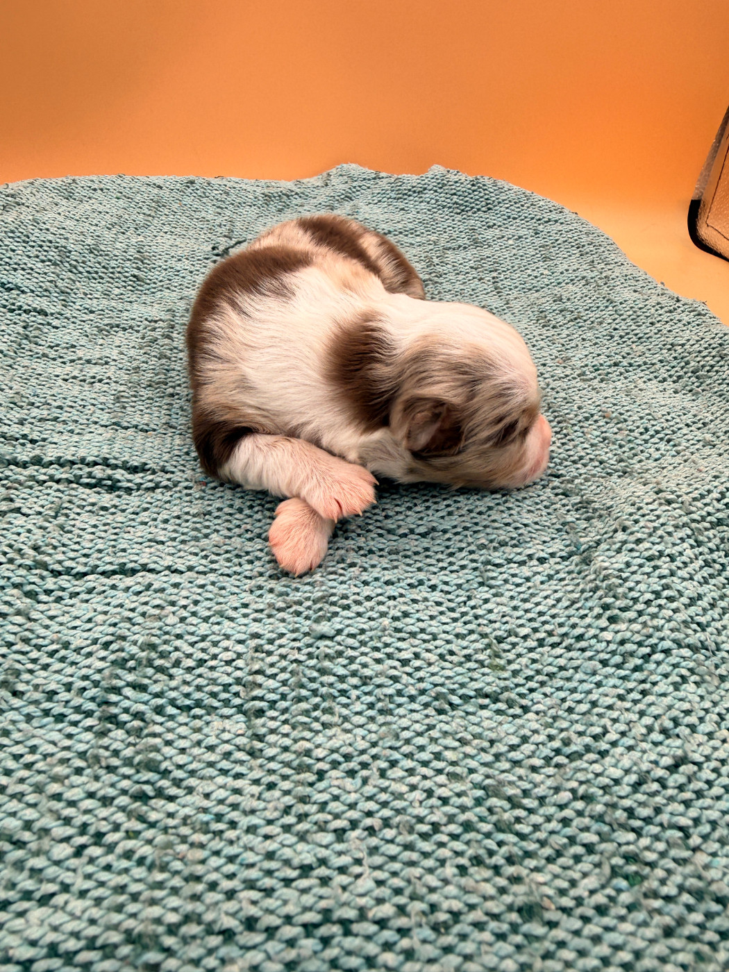 Kingdom of Margail - Chiots disponibles - Berger Américain Miniature 