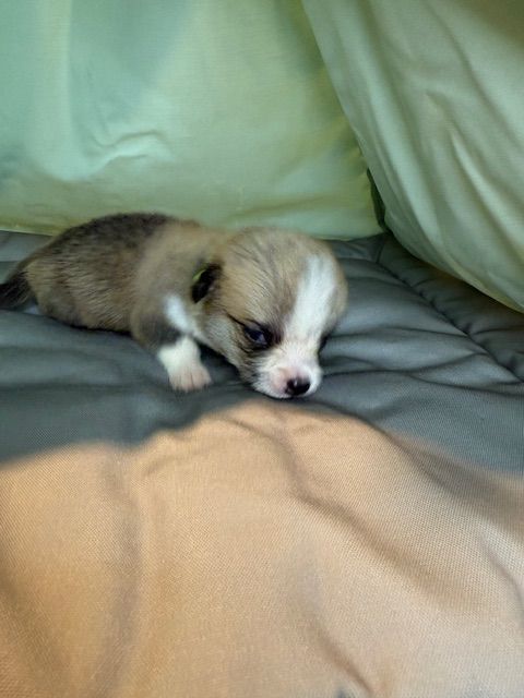 Kingdom of Margail - Chiots disponibles - Welsh Corgi Pembroke