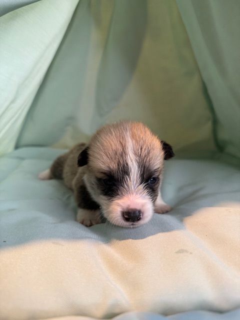 Kingdom of Margail - Chiots disponibles - Welsh Corgi Pembroke