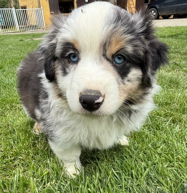 Kingdom of Margail - Chiots disponibles - Berger Américain Miniature 