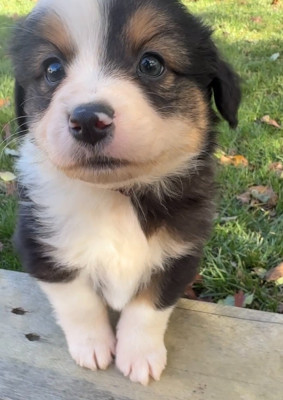 ANGE KINGDOM OF MARGAIL