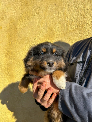 ALMA KINGDOM OF MARGAIL