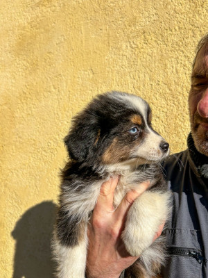 APHRODITE KINGDOM OF MARGAIL