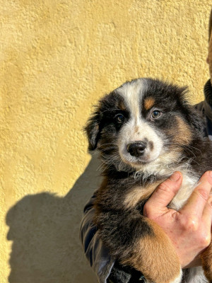 ALADIN KINGDOM OF MARGAIL