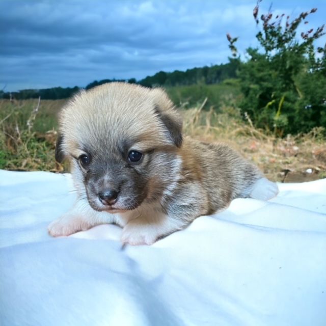 Kingdom of Margail - Chiots disponibles - Welsh Corgi Pembroke