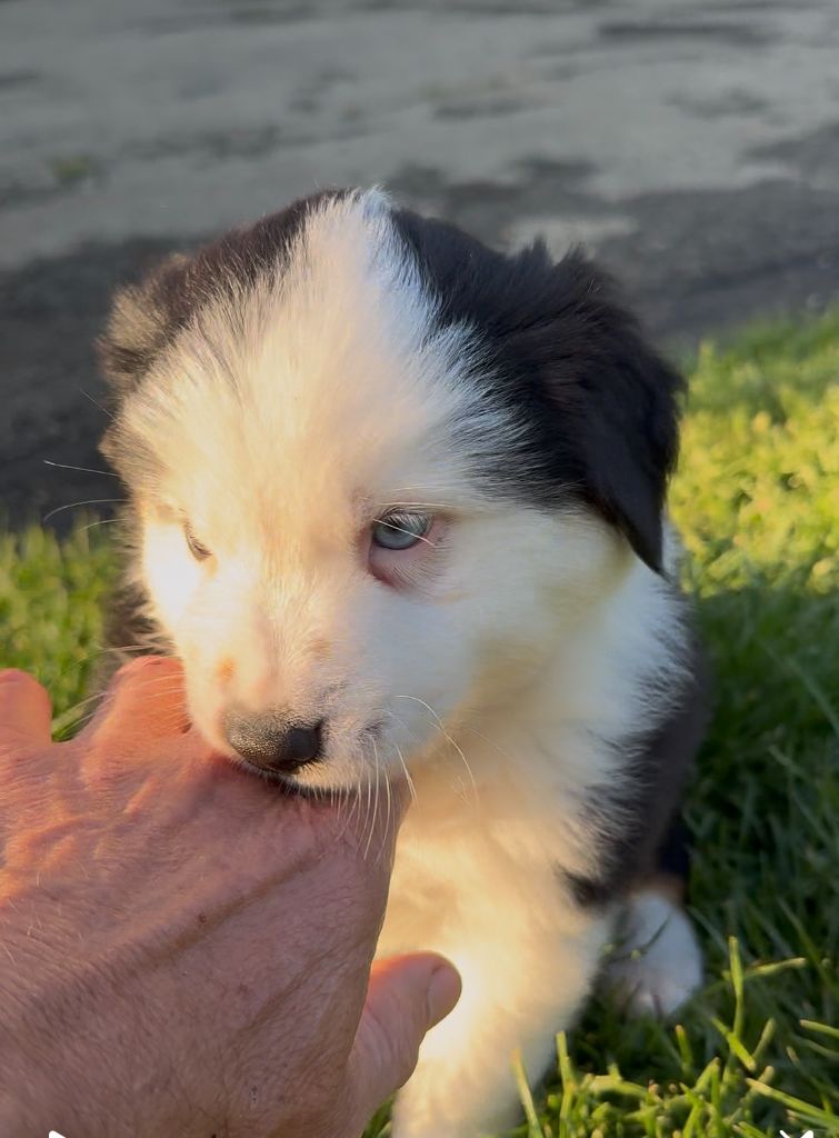 Kingdom of Margail - Chiots disponibles - Berger Américain Miniature 